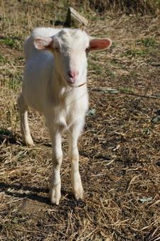 Full body shot of a white goat, JPG Full body shot of a white goat, JPG