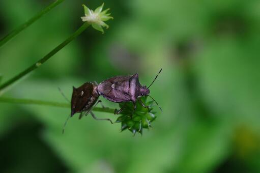 トゲカメムシ トゲカメムシ,カメムシ,交尾の写真素材