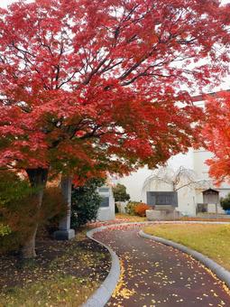 真っ赤な紅葉と落ち葉の小道 真っ赤な紅葉と落ち葉の小道 秋,紅葉,もみじの写真素材