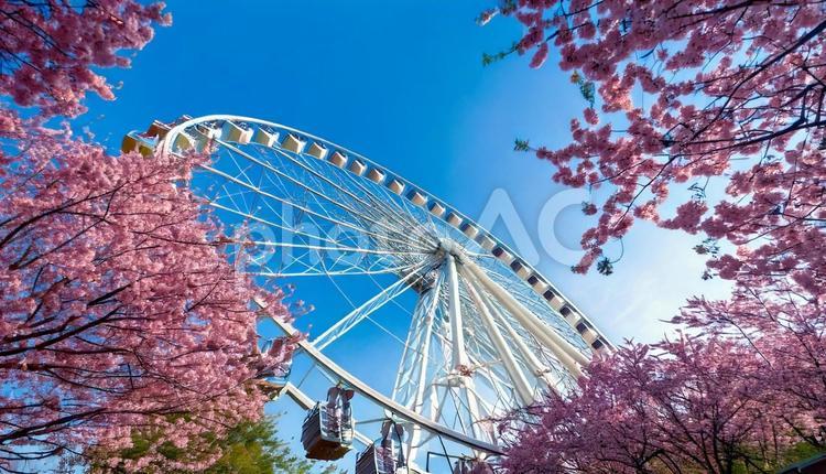 春の観覧車 春,桜,建造物の写真素材