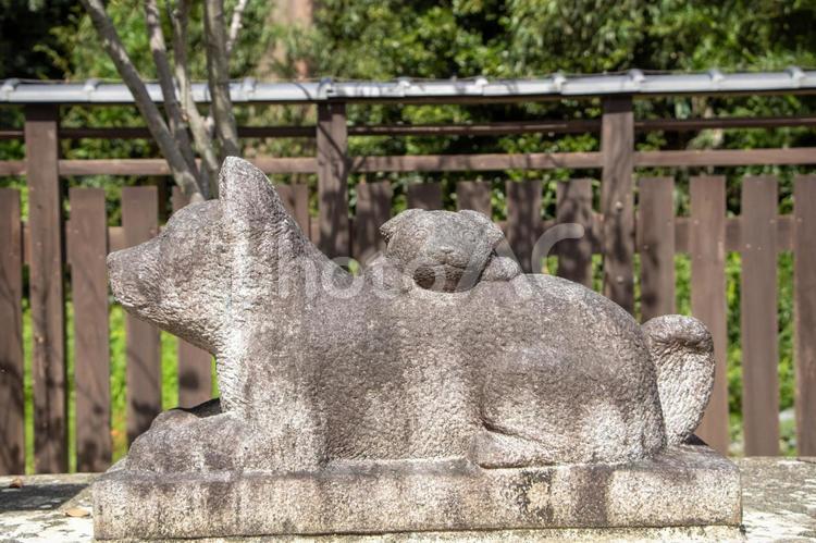 干支の庭 戌 沙沙貴神社,干支の庭,戌の写真素材