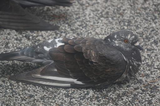 pigeon, JPG pigeon, JPG