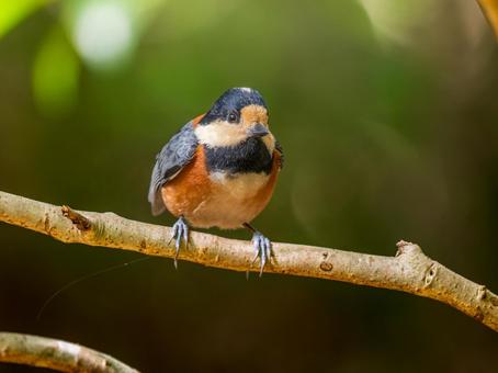 枝にとまるヤマガラ ヤマガラ,野鳥,鳥の写真素材