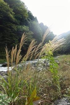 すすき すすき,イネ,山の写真素材