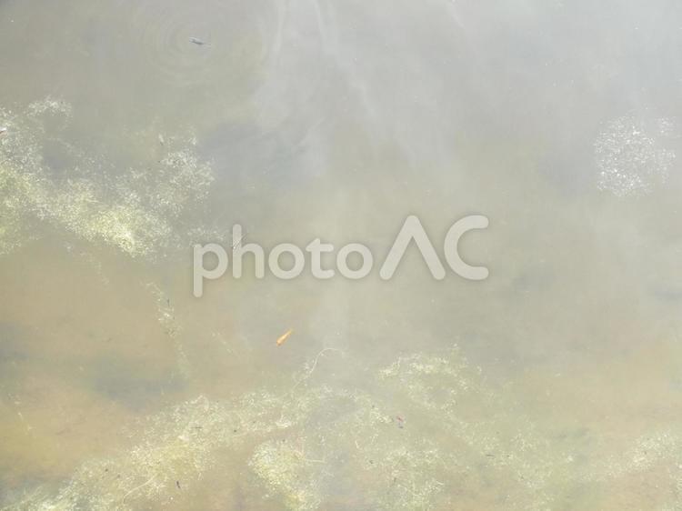 ちいちゃなメダカとヒメダカを発見 池,メダカ,ヒメダカの写真素材