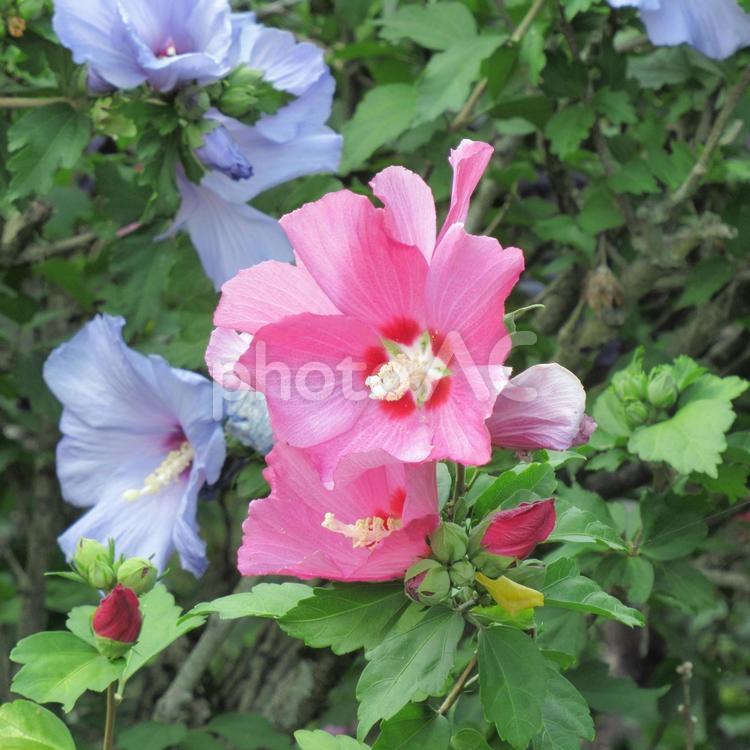 ピンク色と水色が華やかなムクゲの花 花,植物,ムクゲの写真素材
