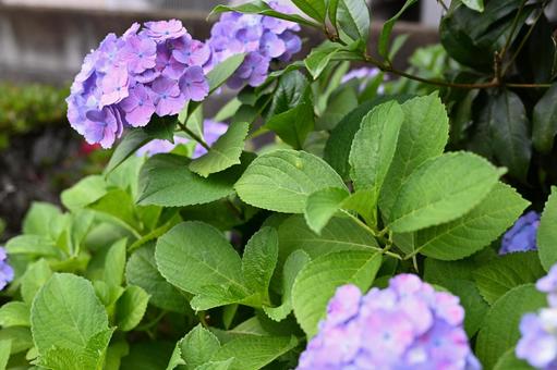 梅雨の晴れ間に咲く紫色の紫陽花 梅雨の晴れ間に咲く紫色の紫陽花 紫陽花,アジサイ,あじさいの写真素材