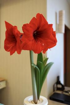 大輪のアマリリス 大輪のアマリリスの写真