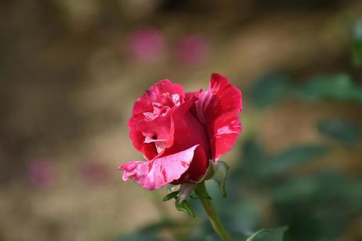 小ぶりな薔薇 植物,花,バラの写真素材
