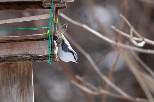 野鳥 野鳥の写真