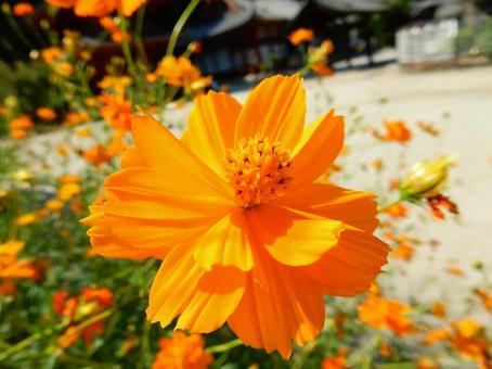 【花の写真】コスモス 【花の写真】コスモスの写真