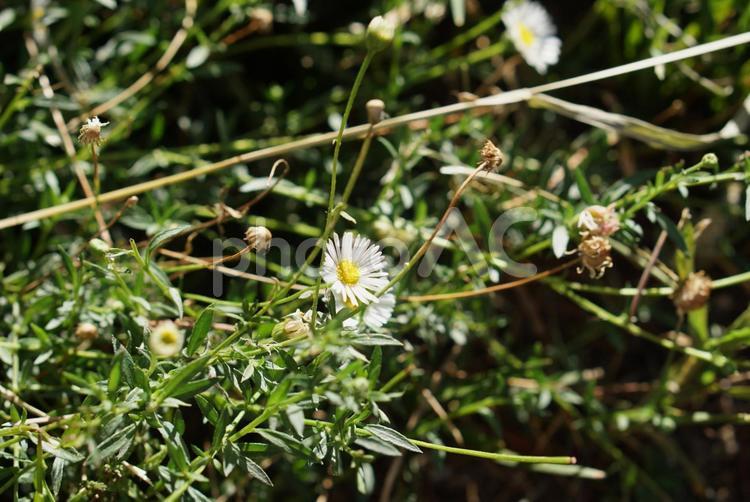 強い日差しを浴びる白と黄色の小花 強い,日差し,小花の写真素材