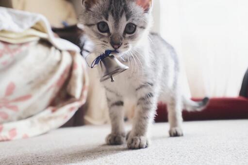猫 猫の写真