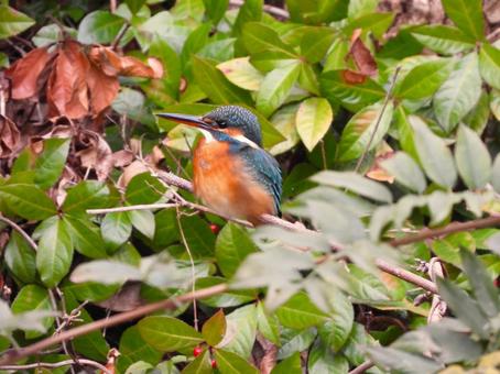 緑の茂みの前のカワセミ カワセミ,鳥,鳥類の写真素材