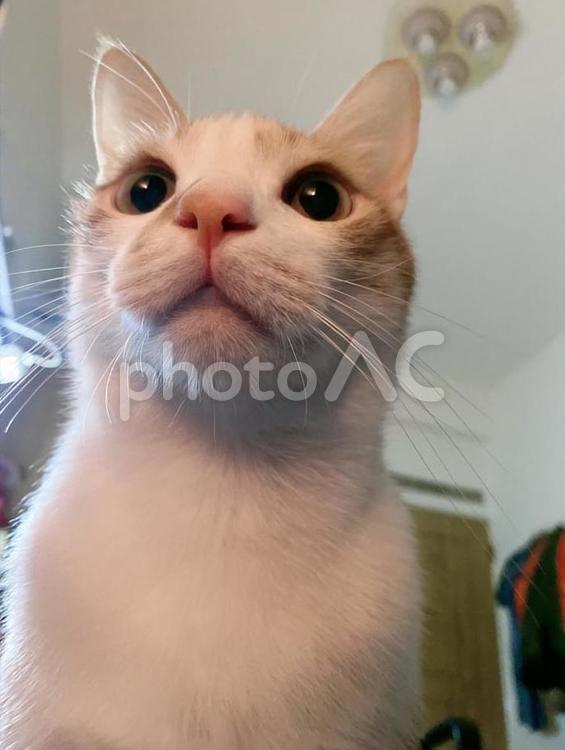 見上げるオレンジ色の猫 ねこ,可愛い,動物の写真素材