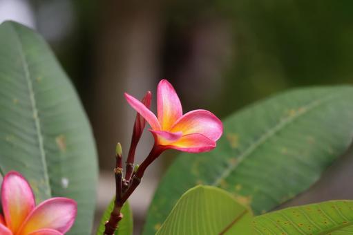 枝先に咲くピンクのプルメリアの花のアップ 枝先に咲くピンクのプルメリアの花のアップの写真