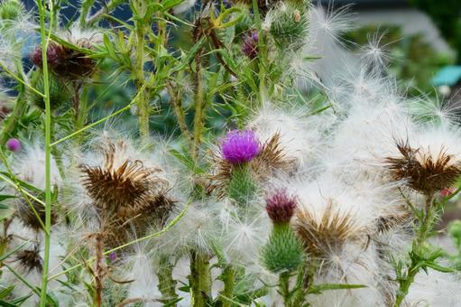 "thistle", JPG
