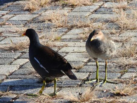 バン親子 バン,水鳥,鳥の写真素材
