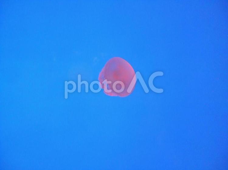 水族館のくらげ 水族館,くらげ,海の生き物の写真素材