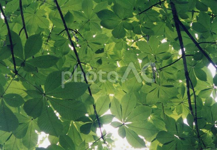 夏の登山＿見上げると木々からこぼれる光 トチノキ,sdgs,環境の写真素材