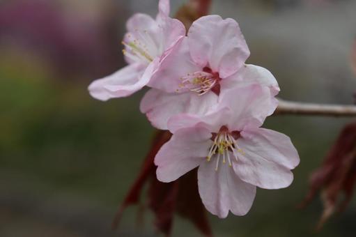 Sakura, JPG