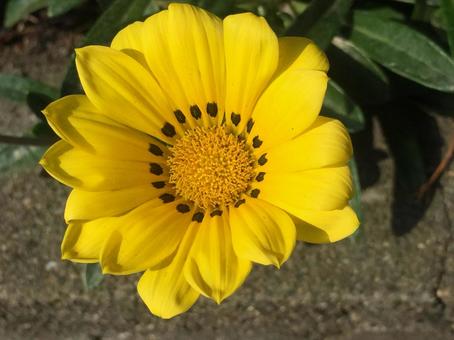 花 花の写真