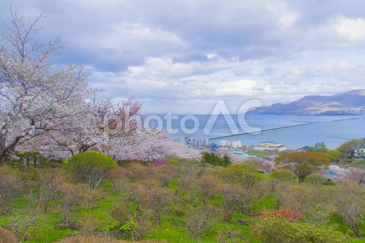桜咲く手宮公園 華やか,華,木の写真素材