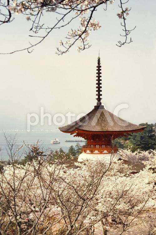 宮島桜 世界遺産,広島県,廿日市市の写真素材