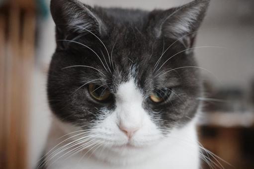 見つめる猫 猫,ねこ,ネコの写真素材