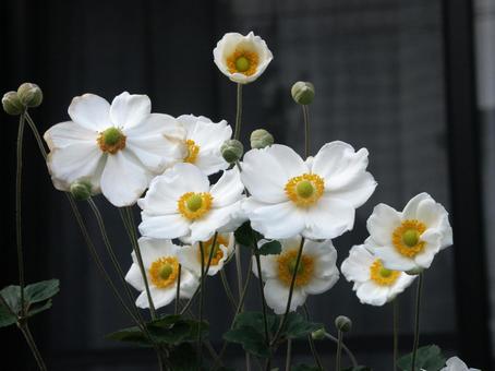 シュウメイギク・秋明菊　咲く風景 シュウメイギク,秋,白色の写真素材