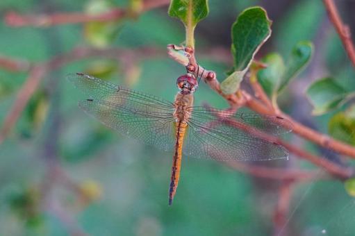 Photo, dragonfly, ushubitimbo, insect, 