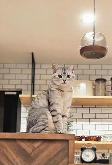 キッチンカウンターの上からこちらをみる猫 キッチンカウンターの上からこちらをみる猫の写真