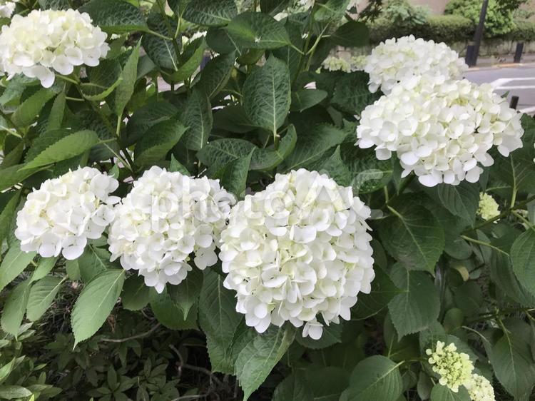 野外に咲く白いアジサイの花 アジサイ,白,あじさいの写真素材