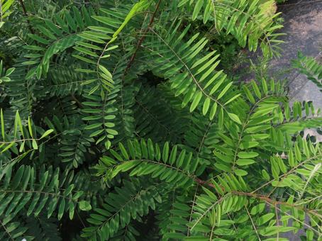 Photo, itachihagi, leguminosae, green leaves, 