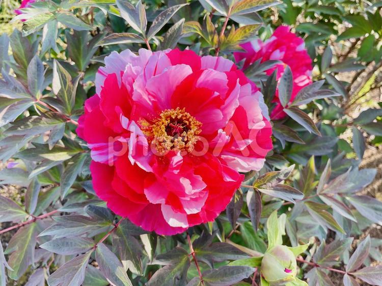 牡丹のアップ ぼたん,牡丹,花の写真素材