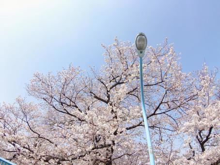 桜と街灯の春景色 桜と街灯の春景色 桜,街灯,春の写真素材