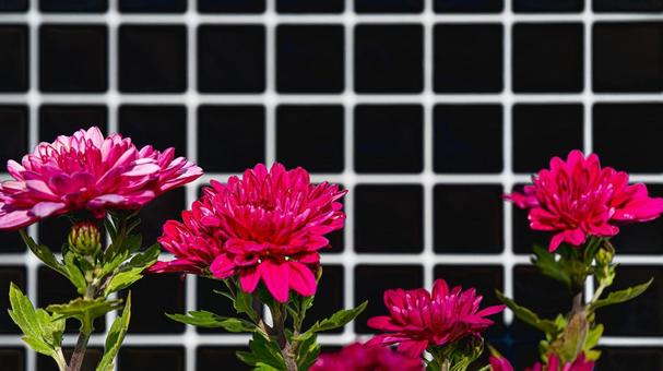 赤いキクの花 キク,菊,赤の写真素材