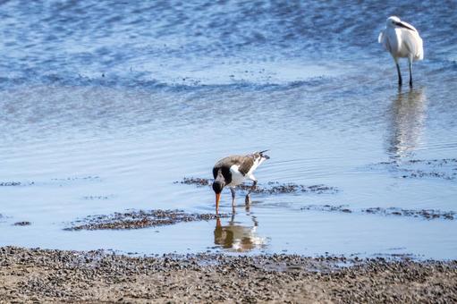 ミヤコドリ(38) ミヤコドリ(38)の写真