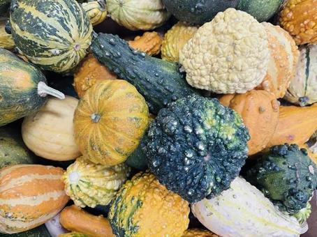 いろいろなかぼちゃ４ カボチャ,ハロウィン,秋の写真素材