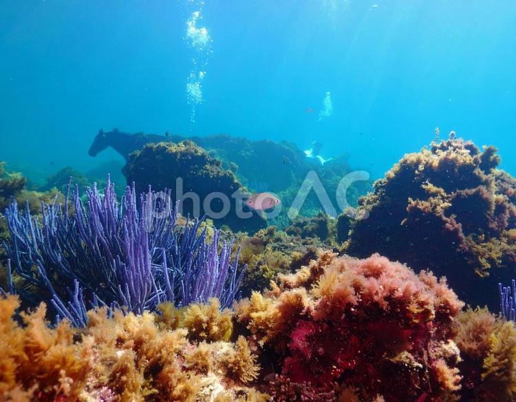 海の底の秘密 海の中,人魚,珊瑚の写真素材