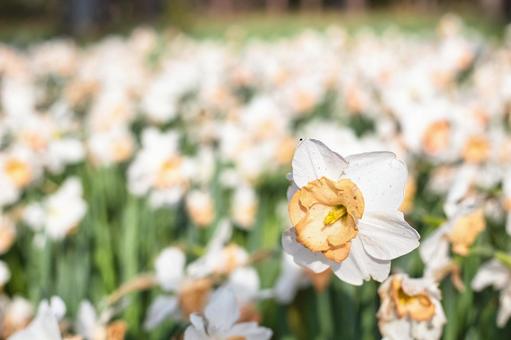 きれいに咲くラッパ水仙 花,風景,自然の写真素材