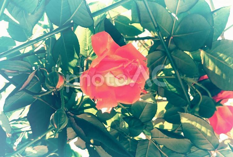 薔薇を固定する オーナメント（アート）,バックグランド,バラの写真素材
