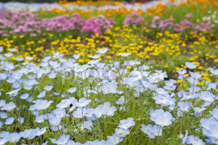 お花畑のネモフィラ 花,お花,フラワーの写真素材