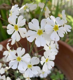 芝桜 白い花,芝桜,白の写真素材
