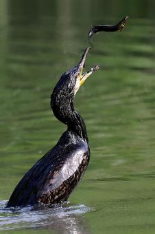 ドジョウとカワウ ドジョウとカワウ カワウ,鵜,ドジョウの写真素材