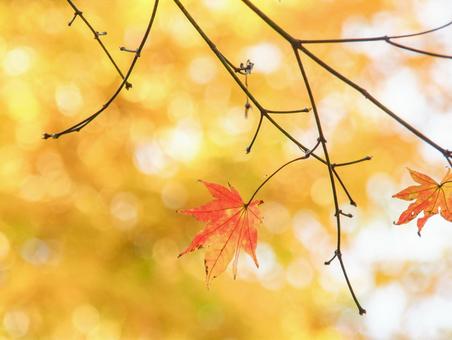 もみじ　紅葉の写真