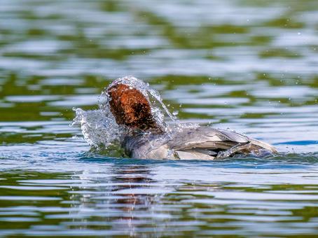 池を泳ぐホシハジロのオス ホシハジロ,鴨,野鳥の写真素材