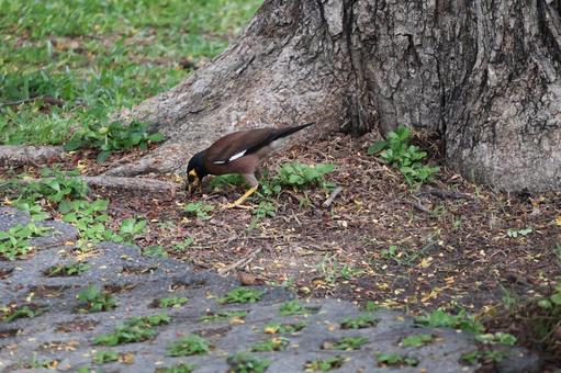 タイの公園の木のもとにいるインドハッカ タイの公園の木のもとにいるインドハッカの写真