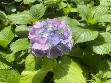 紫陽花 紫陽花 アジサイ,紫陽花,6月の写真素材