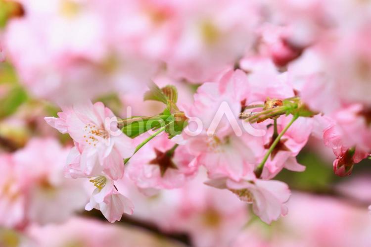 ピンクの桜 ピンクの桜 桜,春,花の写真素材